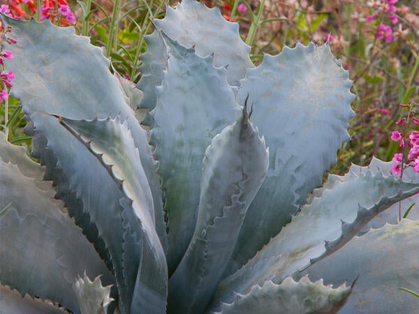 plant desert