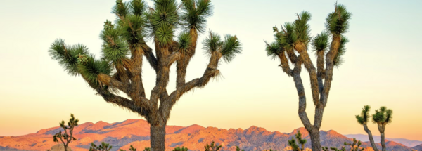 joshua tree