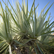 plant desert